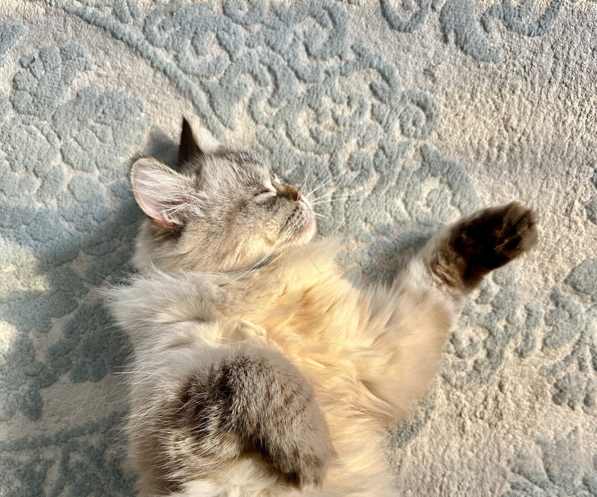 cat laying on carpet in the sun
